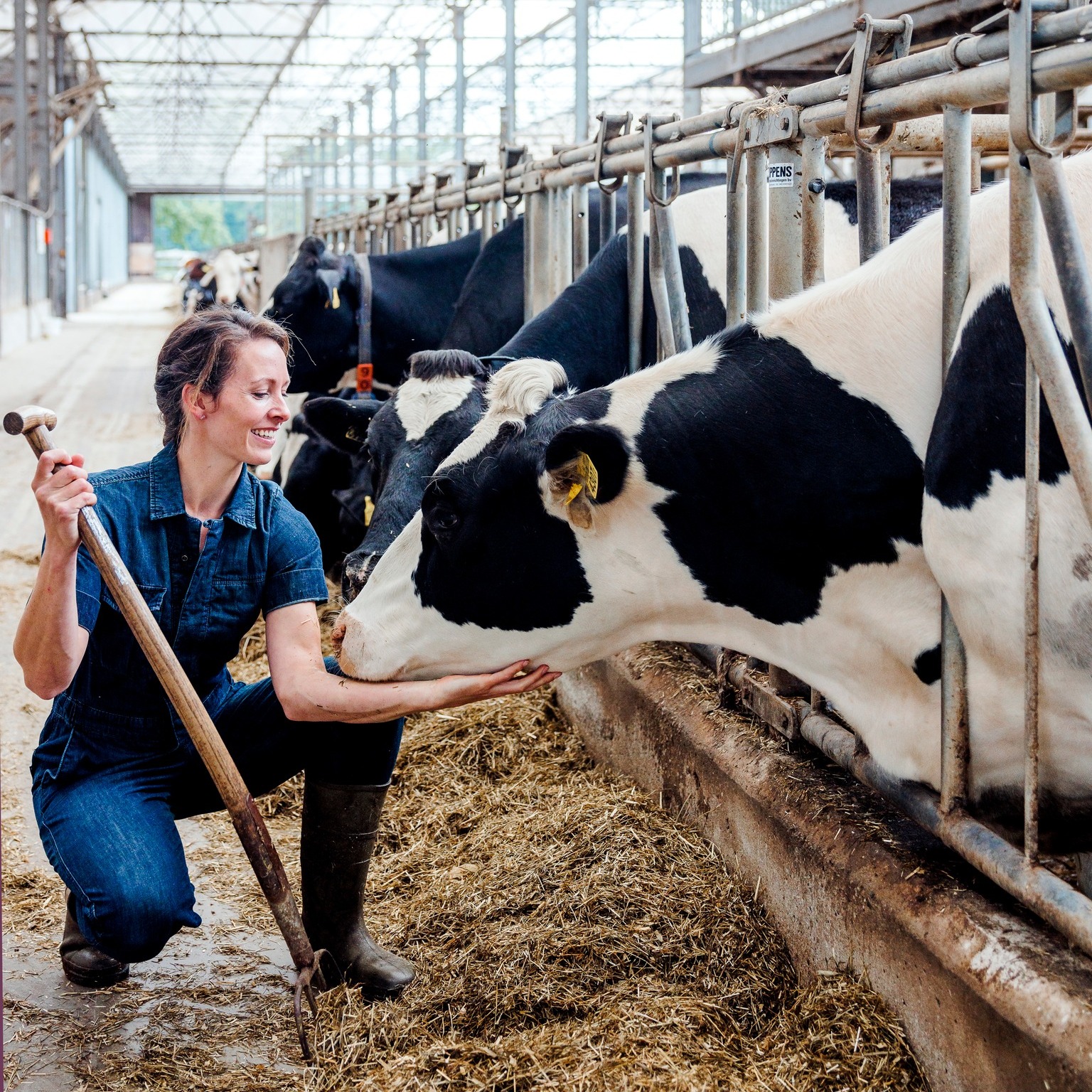 Brabantse boerin tussen de koeien